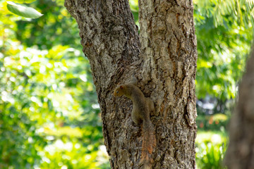 Obraz premium Squirrel perched on a tree
