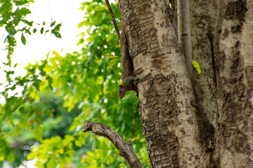 Obraz premium Squirrel perched on a tree