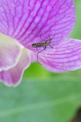 edes aegypti Mosquito. Close up a Mosquito Mosquito on leaf,Mosquito Vector-borne diseases,Chikungunya.Dengue fever.Rift Valley fever.Yellow fever.Zika virus.