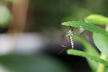 edes aegypti Mosquito. Close up a Mosquito Mosquito on leaf,Mosquito Vector-borne diseases,Chikungunya.Dengue fever.Rift Valley fever.Yellow fever.Zika virus.