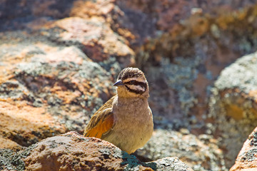 Cape bunting bird on rock