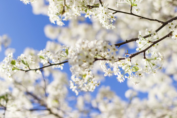 White blossoms on early spring blooming pear tree with blue sky background