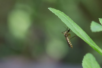 edes aegypti Mosquito. Close up a Mosquito Mosquito on leaf,Mosquito Vector-borne diseases,Chikungunya.Dengue fever.Rift Valley fever.Yellow fever.Zika virus.