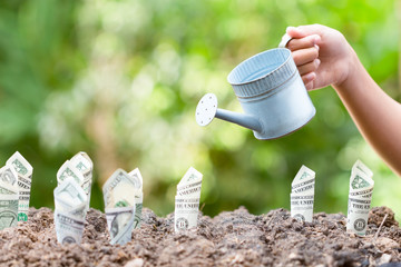 Hand holding waterring over dollar bill plant growth from ground.Concept of money tree growing from...