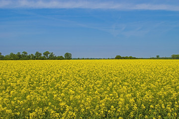field of yellow rapeseed against the blue sky