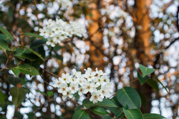 White flowers on a tree in spring