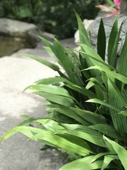On a sunny day in May 2018, Hong Kong. Close-up on the granite rock in a small park in Central. Granite is a common type of felsic intrusive igneous rock found in HK. Texture on the surface is clear