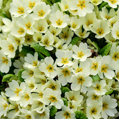 Bouquet of white flowers, on a flower bed in springtime. Square.Nature background.