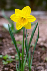Obraz premium Yellow daffodil flower or narcissus, in green grass during spring.