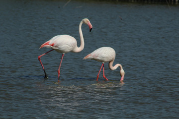 Flamant rose Phoenicopterus roseus en camargue en france