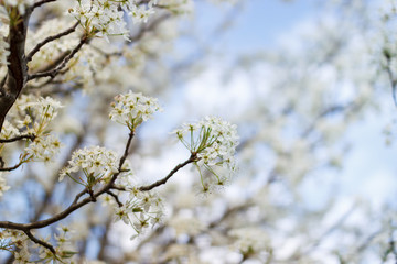 Blossoming branch pear. Bright colorful spring flowers