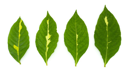 flat lay of green leaf isolated on white background