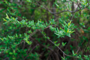 The first spring gentle leaves, buds and branches