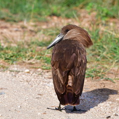 hamerkop scopus umbretta bird in Kruger National park in South Africa
