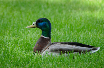 mallard duck