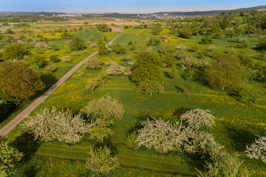 Luftaufnahme bl&uuml;henede Steuobstwiesen im Fr&uuml;hling