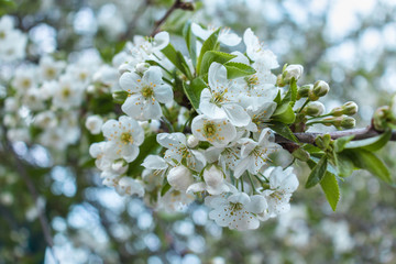 Spring blooming tree branch. Cherry blossom. White spring flowers. Outdoor