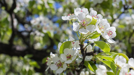 Spring blooming tree branch. Cherry blossom. White spring flowers. Outdoor