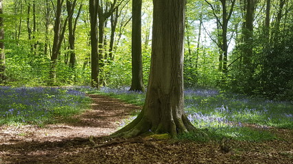 A Forest of Bluebells - English Spring