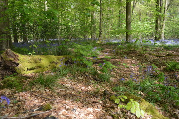 A Forest of Bluebells - English Spring