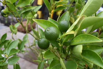  Lemon tree in the garden. 