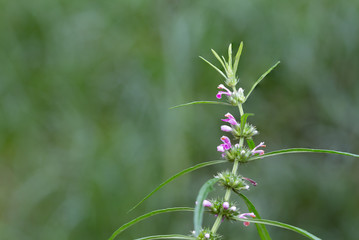 Herb Medicinal plants commonly called honeyweed or Siberian motherwort, Scientific name is Leonurus sibiricus