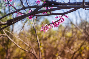 blossoming spring branches of Cercis