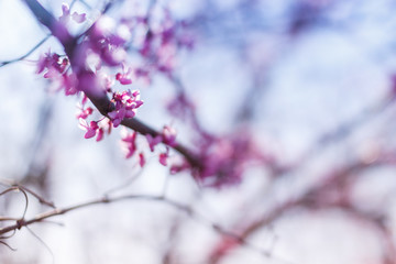 Macro of eastern redbud tree's. Blooming Judas tree. Cercis siliquastrum, canadensis. Pink flowers banch. Summer and spring concept, copy space