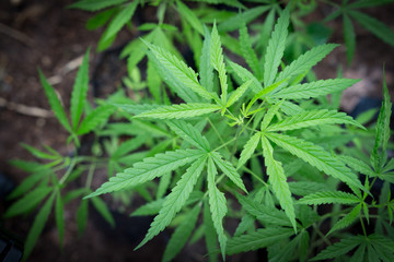 Hand Holding Small Marijuana Leaf with  Marijuana young Plants in Background