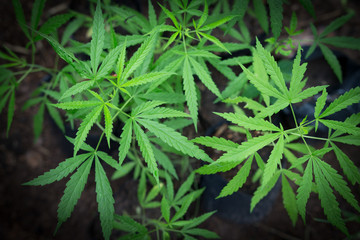 Hand Holding Small Marijuana Leaf with  Marijuana young Plants in Background