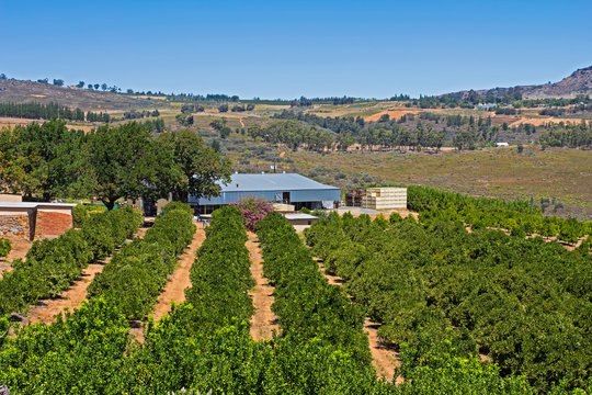 Fruit farm on mountain plateau