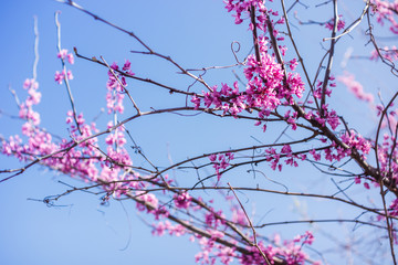 Eastern redbud tree (Cercis canadensis) blossoms in spring time