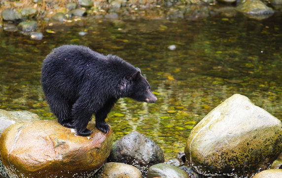 Black Bear Fishing in River, British Columbia, Canada

