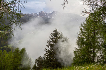 Pine forest in the fog