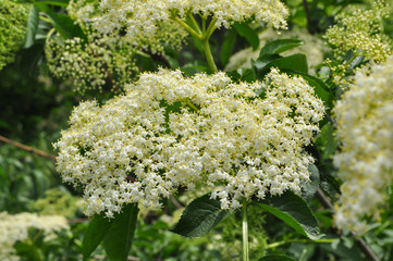 Elderflower or Sambucus nigra in full bloom in spring. Elderflower, European Elderberry, European...