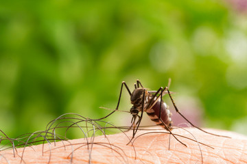 Aedes aegypti Mosquito. Close up a Mosquito sucking human blood,Mosquito Vector-borne diseases,Chikungunya.Dengue fever.Rift Valley fever.Yellow fever.Zika.Mosquito on skin
