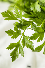 Raw Green Organic Italian Flat Leaf Parsley