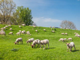 Sheep on a dike of the Elbe River in Hetlingen, Haseldorfer Marsch, Schleswig Holstein, Germany, Europe