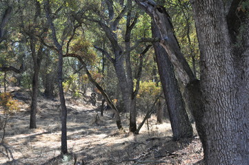 Dry woods near Hogan Lake,  California