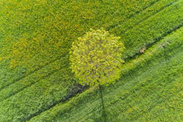 Luftbild mit Blick auf Wiesen im Frühling