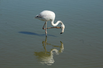 Flamant rose Phoenicopterus roseus en camargue en france