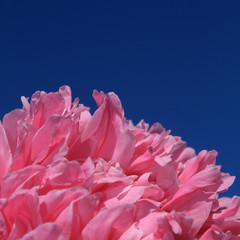 pink peony closeup