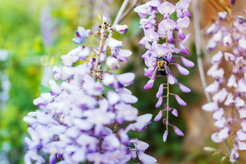 Beautiful flowering wisteria and broom on the background of a stone wall