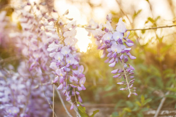 Spring flowers background. Beautiful wisteria flowers are blooming in spring on the sunset in the garden.