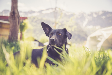 Junger schwarzer Hund liegt im Gras, Frühling