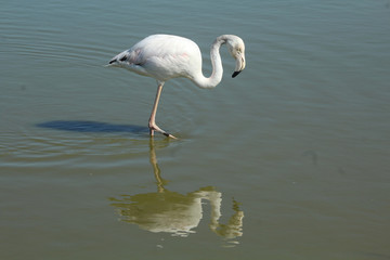 Flamant rose Phoenicopterus roseus en camargue en france