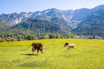 Fototapeta na wymiar Kühe auf saftiger Wiese, Bergpanorama und blauer Himmel