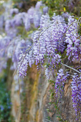 Spring concept. Beautiful wisteria blooming. Shot with shallow depth of field.