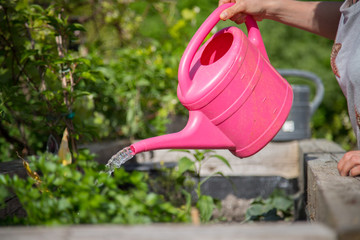 Junge Frau gießt Plfanzen im eigenen Garten, Hochbeet, Gartenarbeit