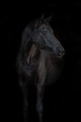 Fototapeta na wymiar Schwarzes Pferd vor schwarzem Hintergrund